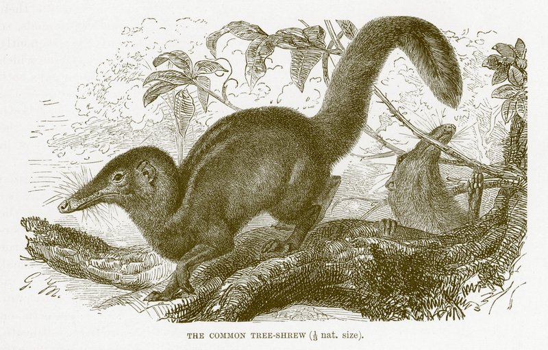 Common tree-shrew, illustration from The Royal Natural History by English School