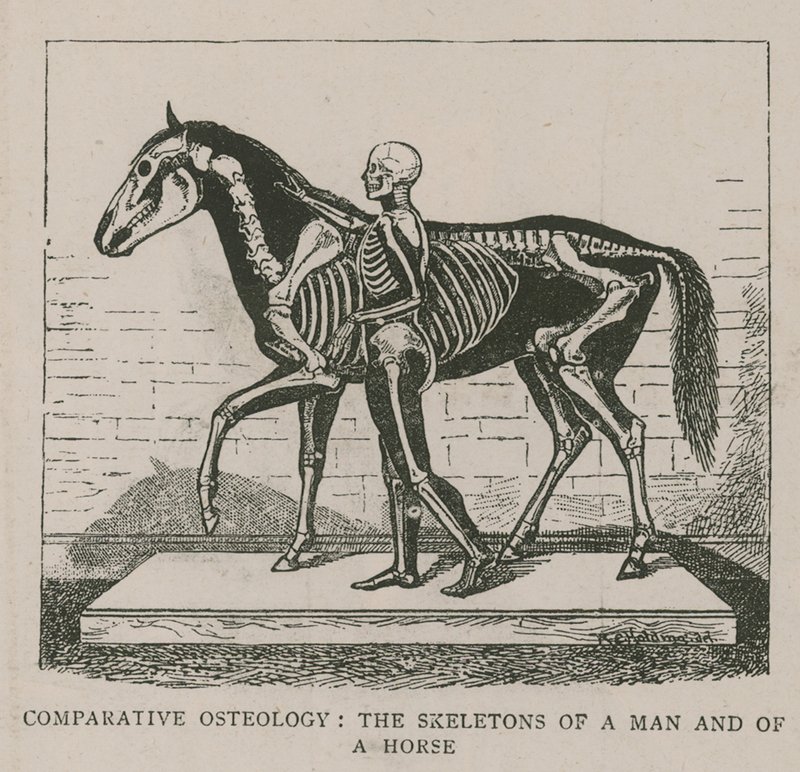 Comparative Osteology by English School