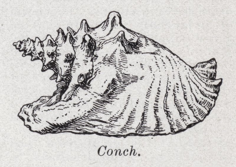 Conch by English School