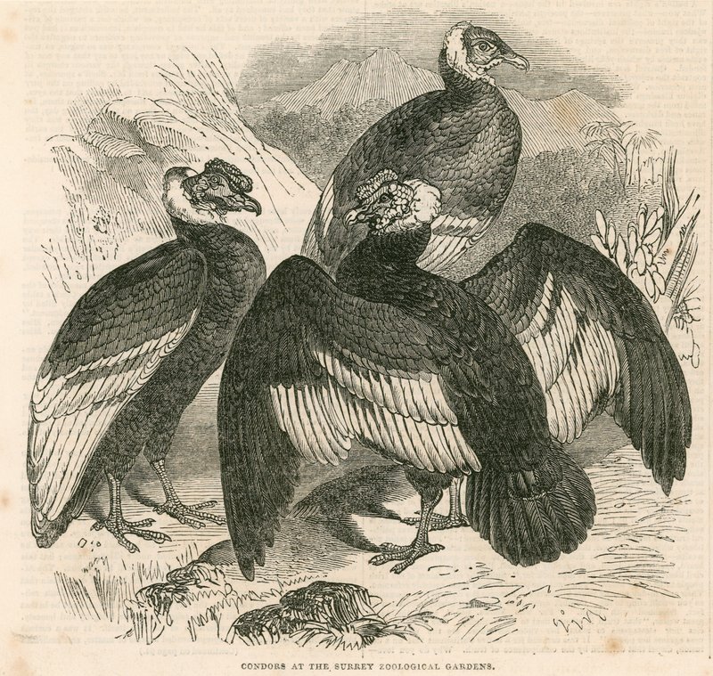 Condors at the Surrey Zoological Gardens, London by English School