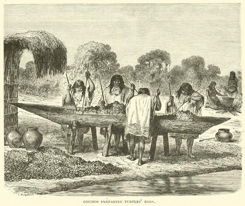 Conibos preparing turtle eggs by English School