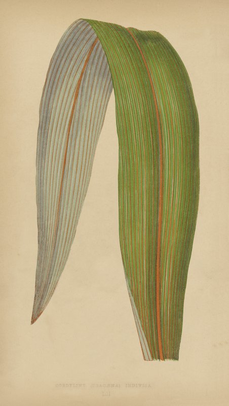Cordyline (Dracaena) Indivisa by English School