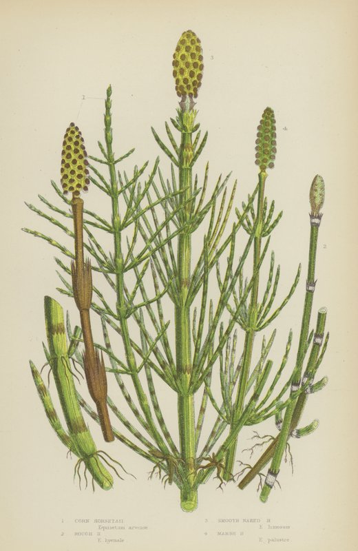 Corn Horsetail, Rough Horsetail, Smooth Naked Horsetail, Marsh Horsetail by English School