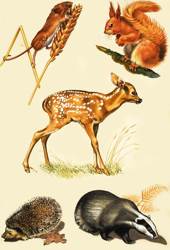 Countryside animals montage by English School