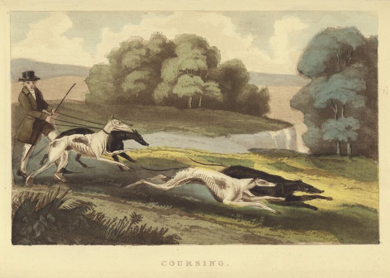 Coursing by English School