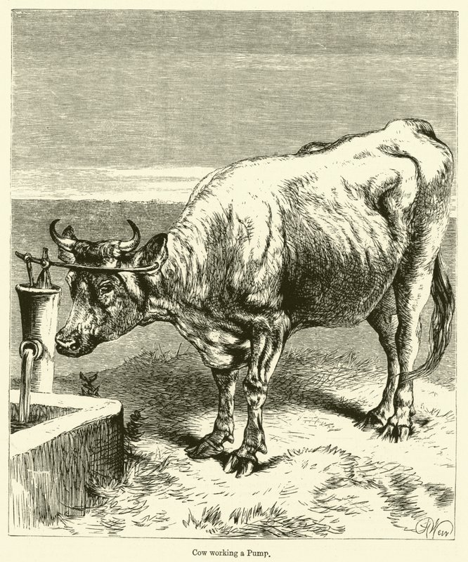 Cow Working a Pump by English School