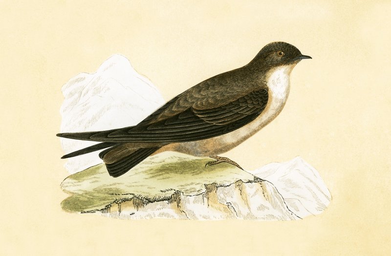 Crag Swallow, Illustration from 