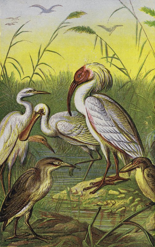 Cranes, Herons, and Spoonbill by English School