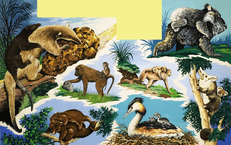 Creatures who carry their young by English School