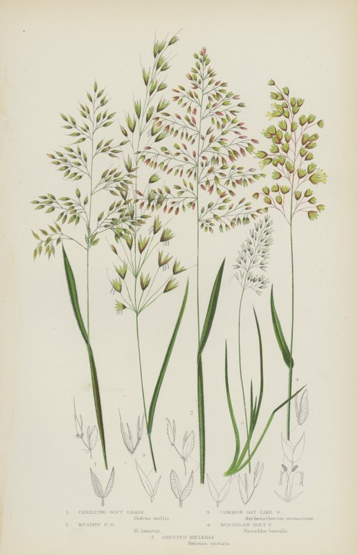 Creeping Soft Grass, Meadow Soft Grass, Common Oat Like Grass, Northern Holy Grass, Crested Koeleria by English School