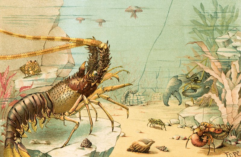 Crustaceans by English School