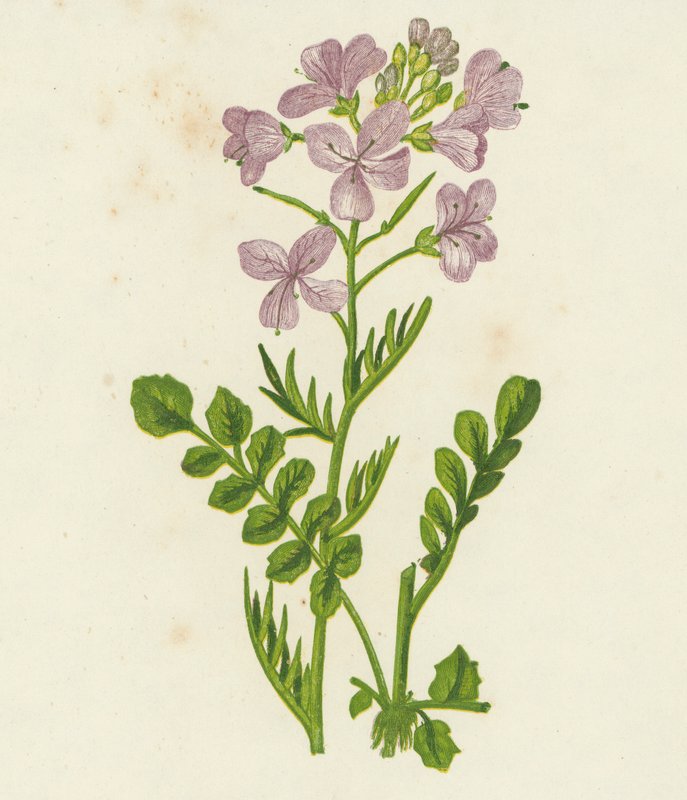 Cuckoo Flower, Cardamine Pratensis by English School