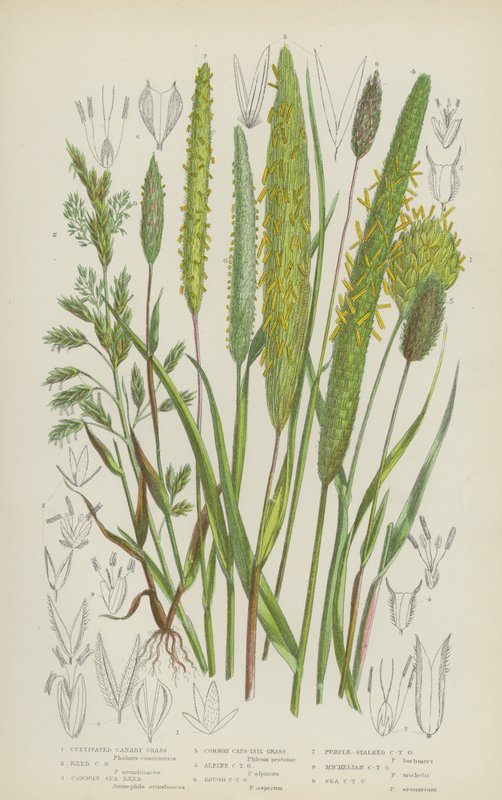Cultivated Canary Grass, Reed Canary Grass, Common Sea Reed, Common Cats-Tail Grass by English School