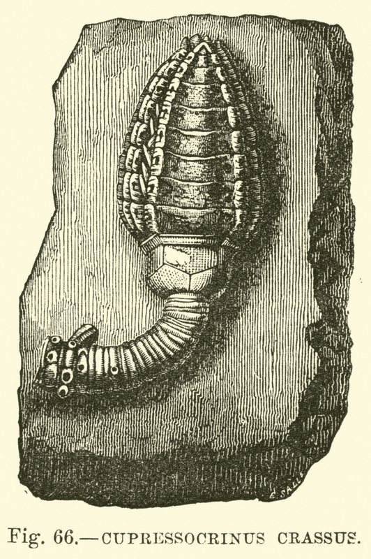 Cupressocrinus Crassus by English School