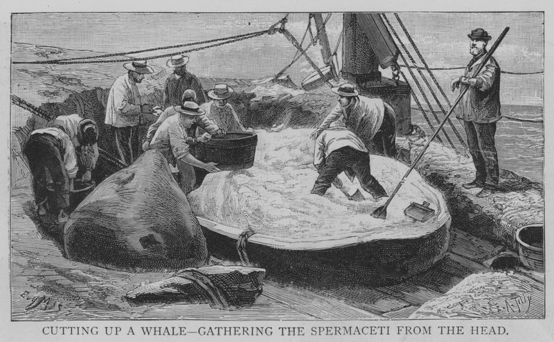 Cutting Up a Whale, Gathering the Spermaceti from the Head by English School