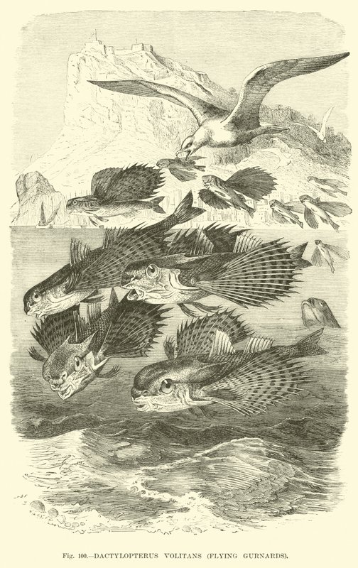 Dactylopterus Volitans, Flying Gurnards by English School