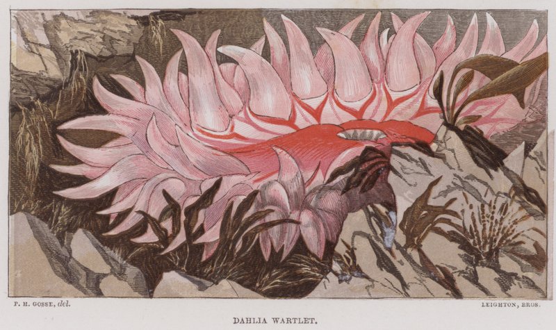 Dahlia Wartlet by English School