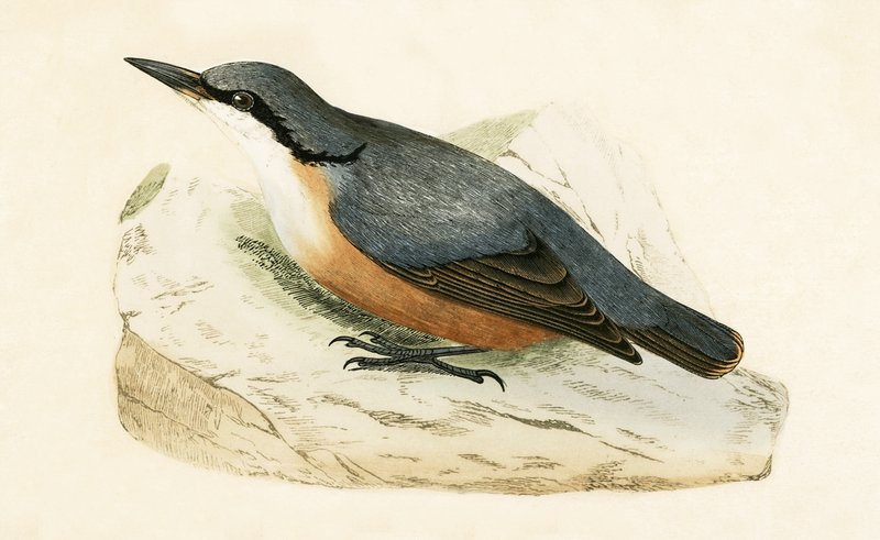 Dalmatian Nuthatch, Illustration from 