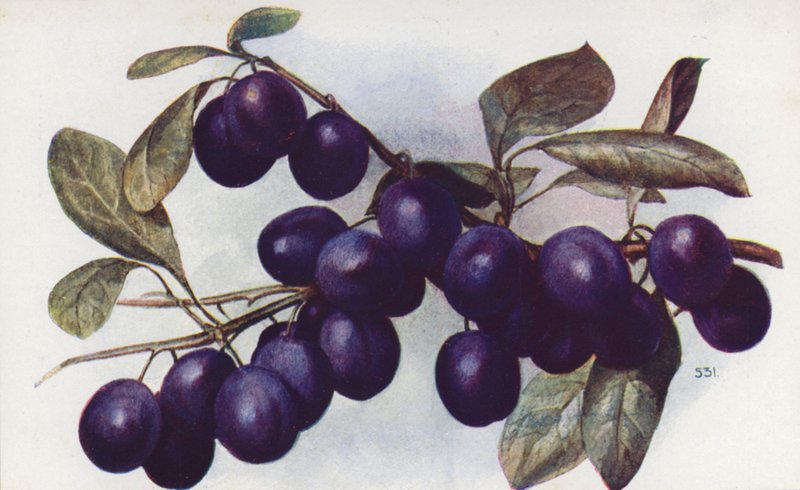 Damson, 