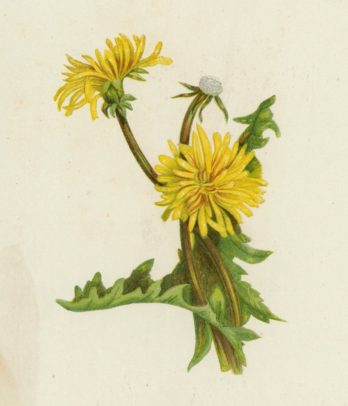 Dandelion, Leontodon Taraxacum by English School