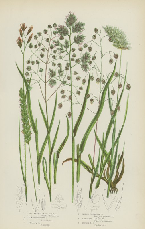 Decumbent Heath Grass, Common Quaking Grass, Small Quaking Grass, Rough Cocksfoot Grass by English School