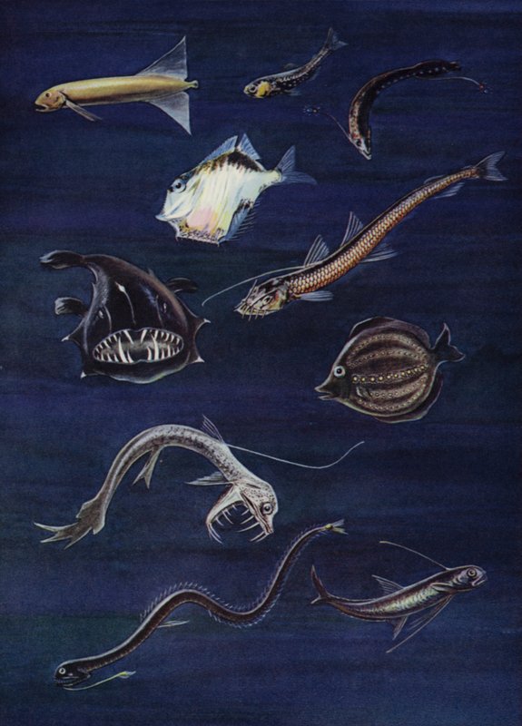 Deep sea fish by English School