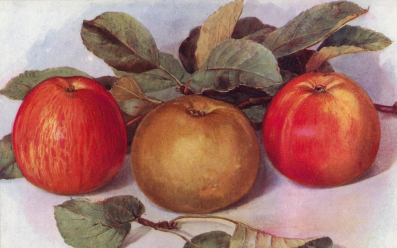 Dessert Apples by English School
