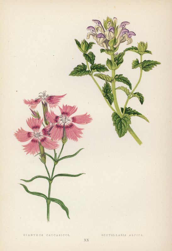 Dianthus Caucasicus; Scutellaria Alpina by English School