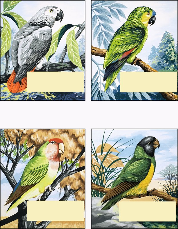 Different Kinds of Parrot by English School