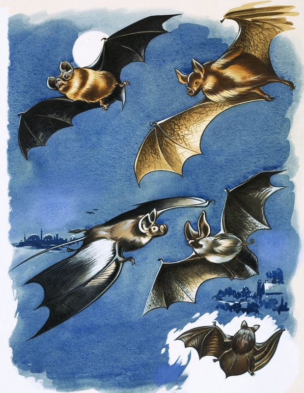 Different species of bat by English School