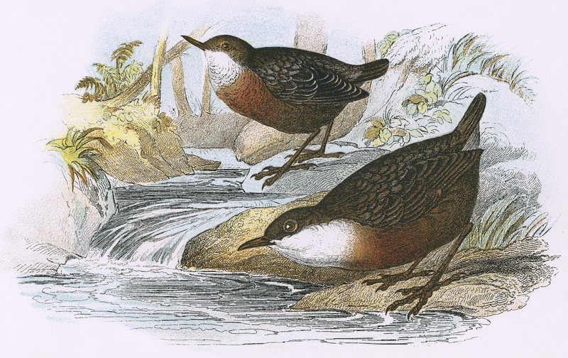 Dipper by English School