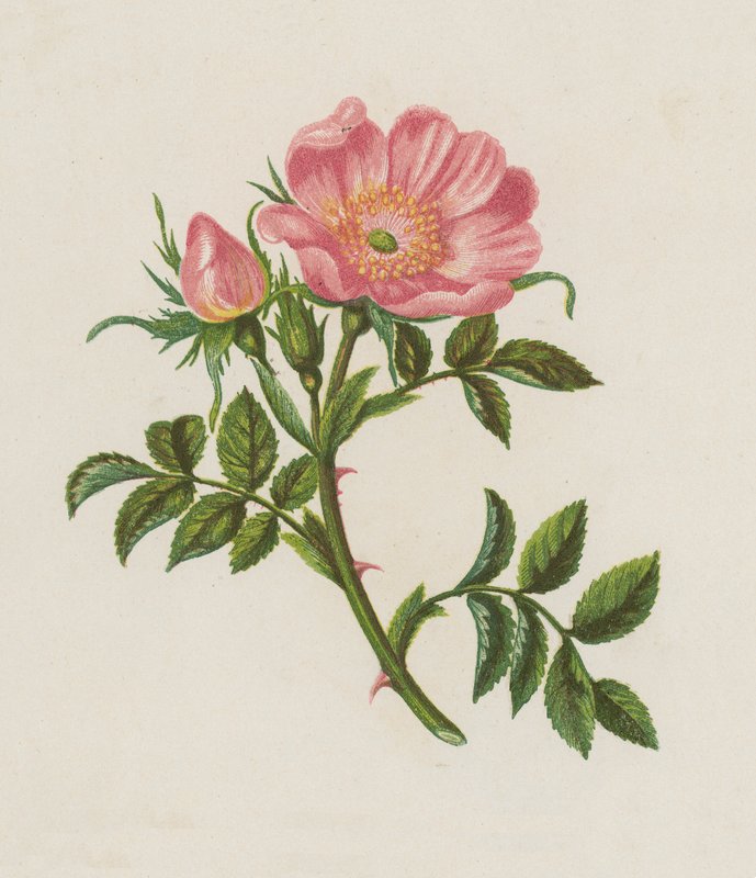 Dog Rose, Rosa Canina by English School