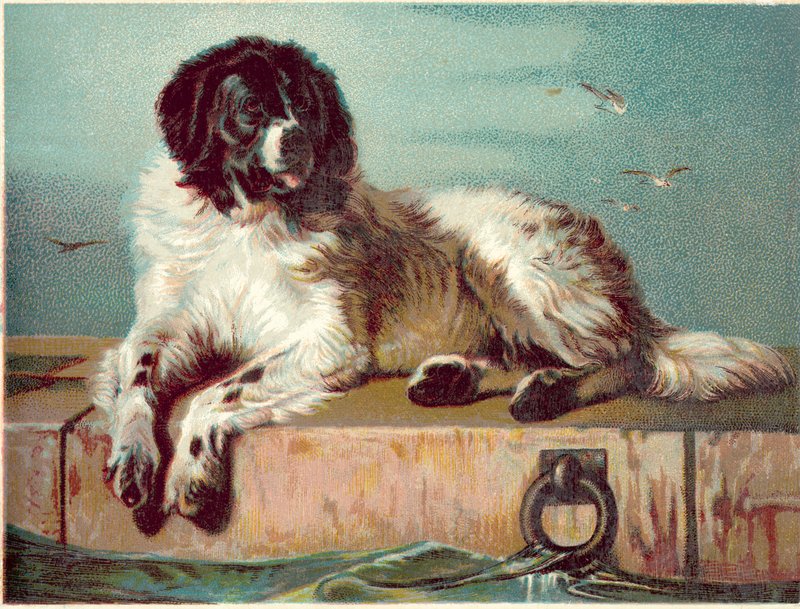 Dog Sitting on Edge of Sea by English School