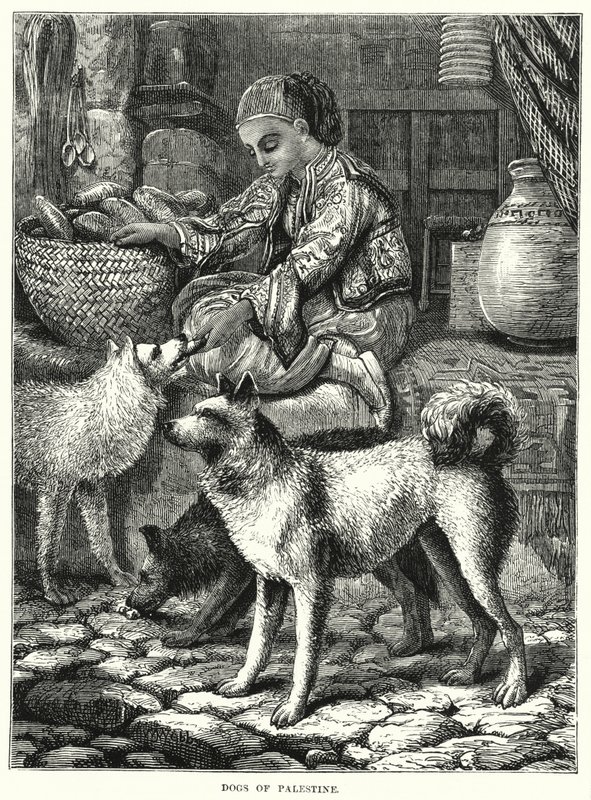 Dogs of Palestine by English School