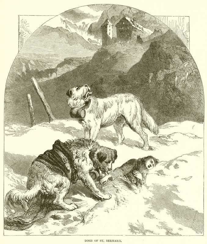 Dogs of St. Bernard by English School