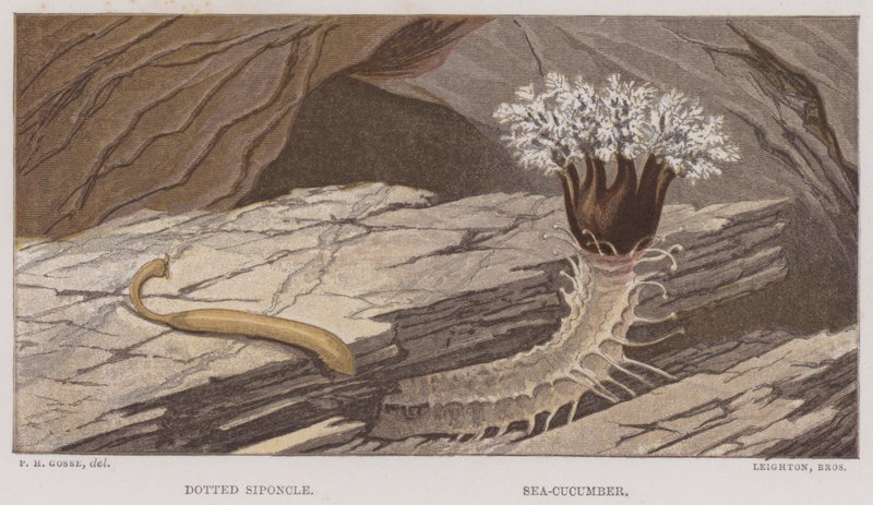 Dotted Siponcle, Sea-Cucumber by English School
