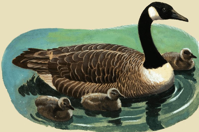 Duck and Chicks by English School