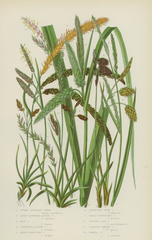 Dwarf Capillary Carex, Loose Flowered Alpine Carex, Mud Carex, Scorched Alpine Carex by English School