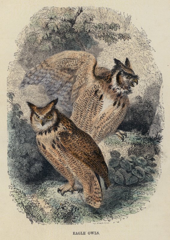Eagle Owls by English School