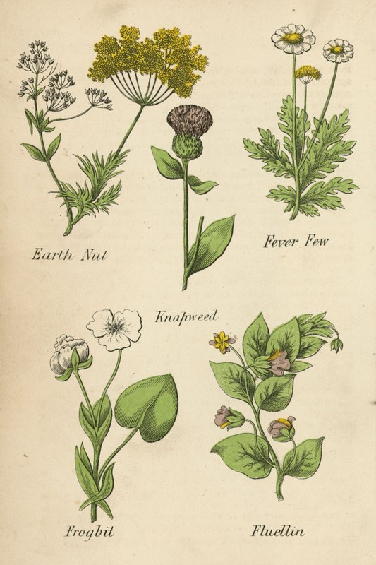 Earth Nut, Fever Few, Knapweed, Frogbit, Fluellin by English School