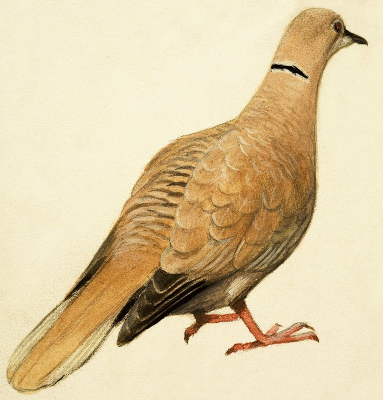 Eastern Collared Dove by English School