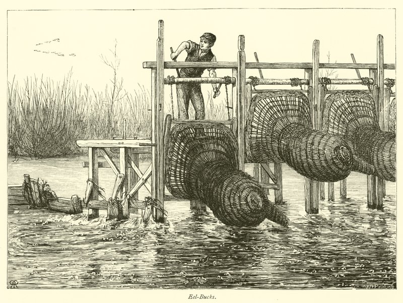 Eel-Bucks by English School