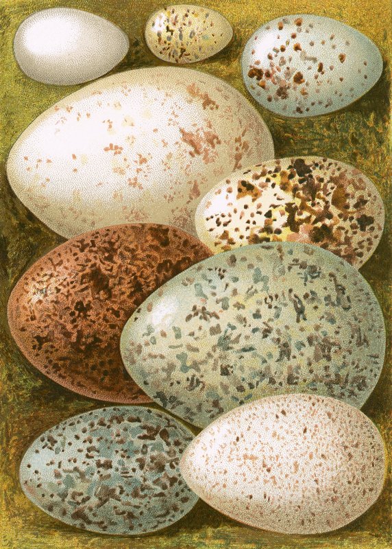Eggs by English School