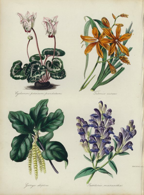 English Flower Garden: Cyclamen persicum punctatum, Tritonia aurea, Garrya elliptica, Scutellaria macrantha by English School