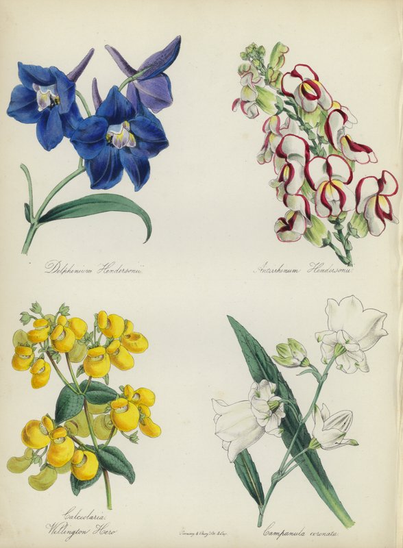 English Flower Garden: Delphinium Hendersonu, Antirrhinum Hendersonu, Calceolaria Wellinton Hoero, Campanula coronata by English School