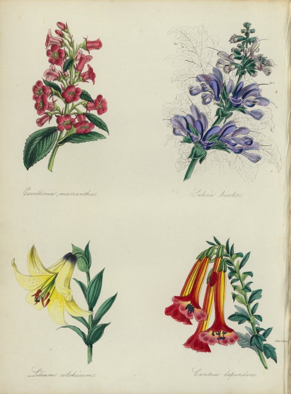English Flower Garden: Escallonia macrantha, Salvia bicolar, Lilium colchicum, Cantua dependens by English School