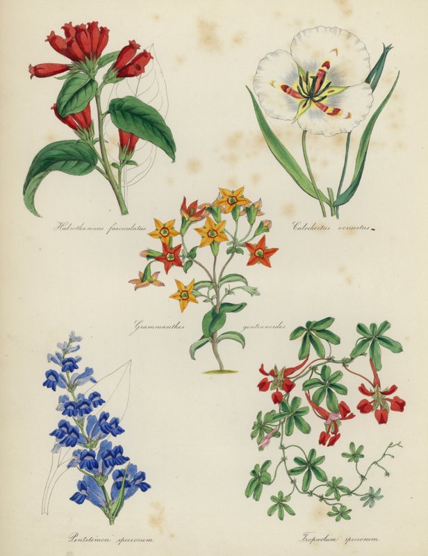 English Flower Garden: Habrothamnus fasciculatus, Calochortus venustus, Grammanthes gentianoides, Pentstemon speciosum, Tropaeolum speciosum by English School