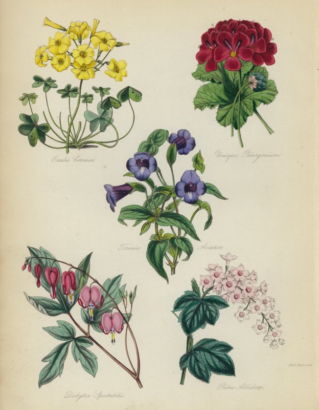 English Flower Garden: Oxalis Cernua, Unique Pelargonium, Torenia Asiatica, Dielytra Spectabilis, Ribes Albidum by English School