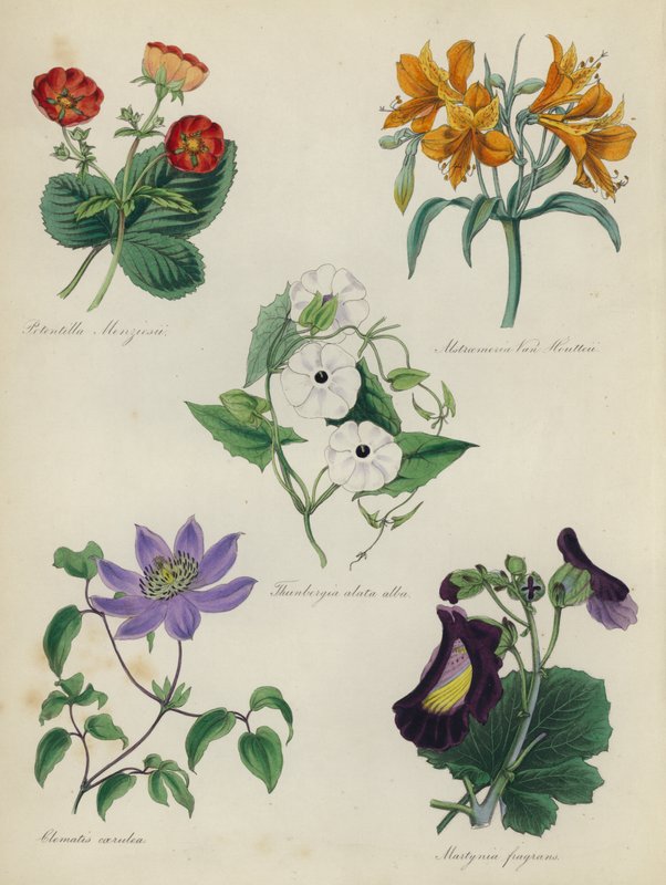 English Flower Garden: Potentilla Menziesii, Alstraemeria Van Houtteii, Thunbergia alata alba, Clematis caerulea, Martynia fragrans by English School