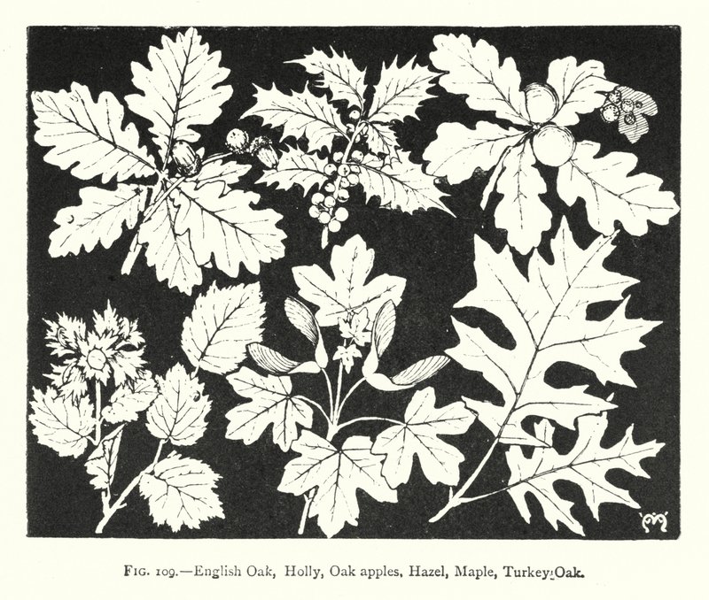 English Oak, Holly, Oak apples, Hazel, Maple, Turkey Oak by English School